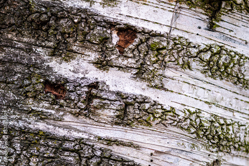 naturalna kora brzozy jako tło do projektu  photo