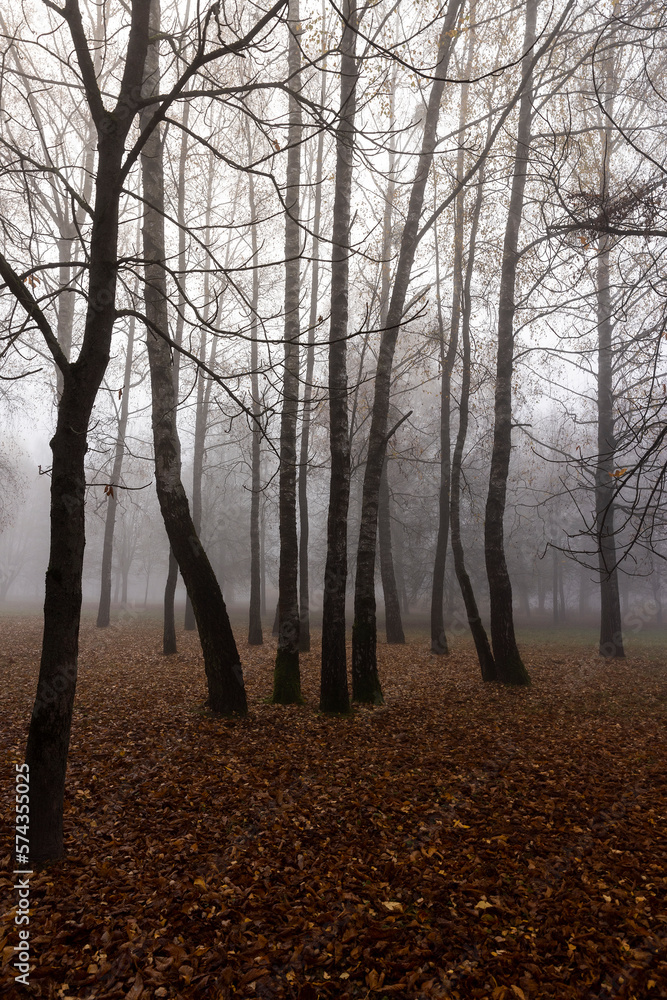 Obraz premium Trees in the park at the end of autumn in cloudy dreary weather