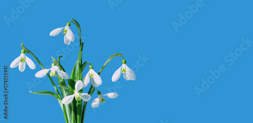 snowdrops flowers close up on abstract blue background. spring season. romantic gentle nature image. hello spring, 8 march concept. minimal style. copy space. template for design