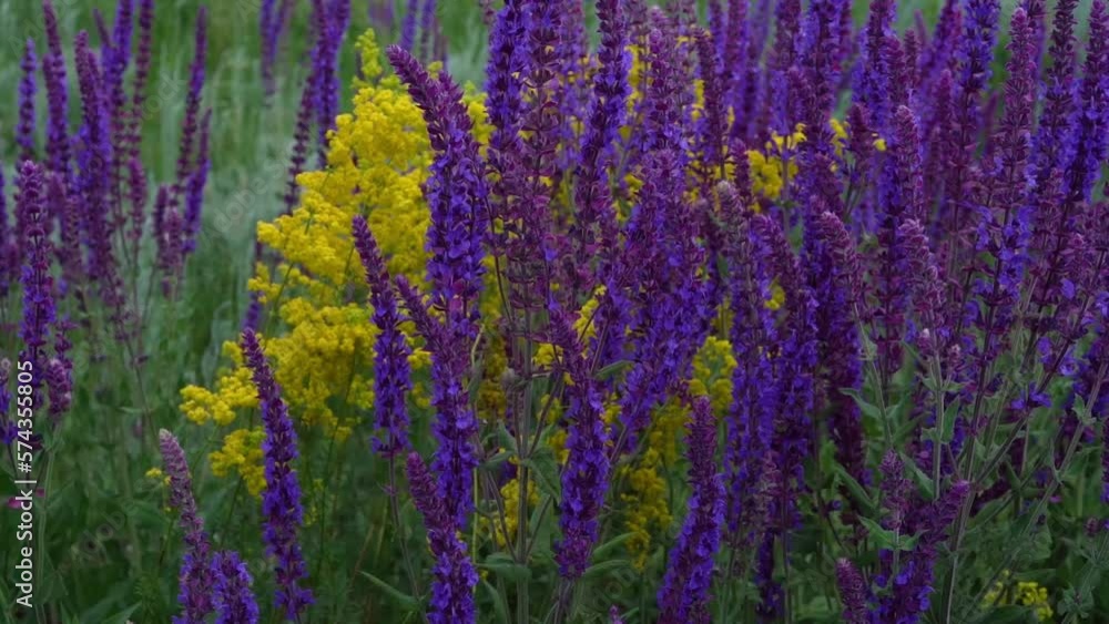 sage grows in the field. Salvia. lavender field in region. close up sage grows in the field. Salvia. lavender field in region. close up