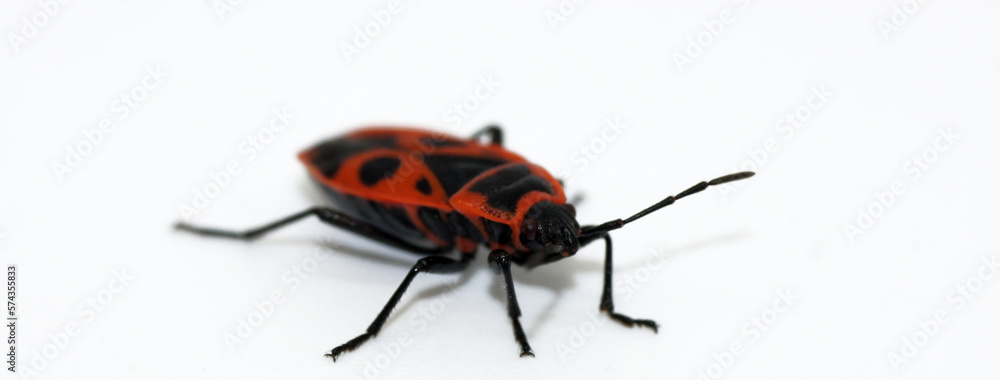 Nahaufnahme Feuerkäfer Pyrochroa coccinea freigestellt auf weißem Hintergrund Nahaufnahme Feuerkäfer Pyrochroa coccinea freigestellt auf weißem Hintergrund