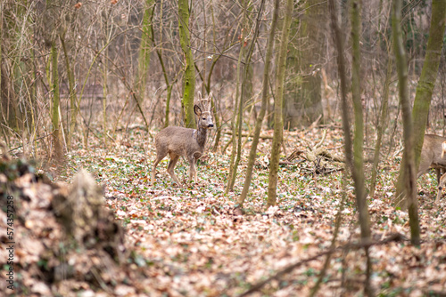 Fototapeta Naklejka Na Ścianę i Meble -  samiec sarny ze scypułem wczesną wiosną w lesie