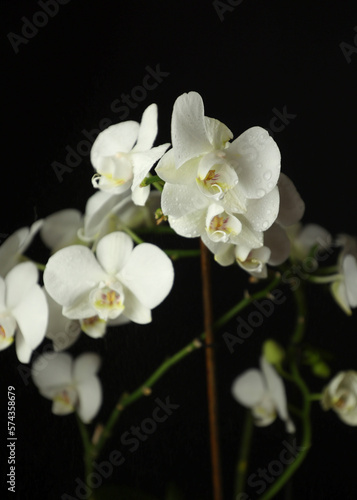 Fototapeta Naklejka Na Ścianę i Meble -  White orchid. A flower for March 8. Plant care. A snow-white flower, a wonderful plant for the home. Water drops on the petals.
