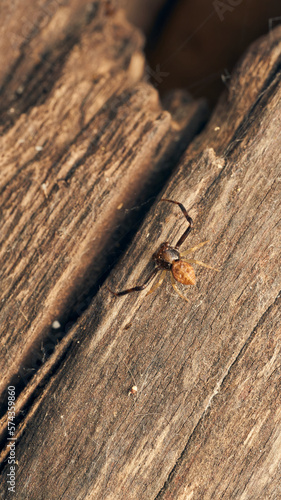 Details of a small spider on a wood