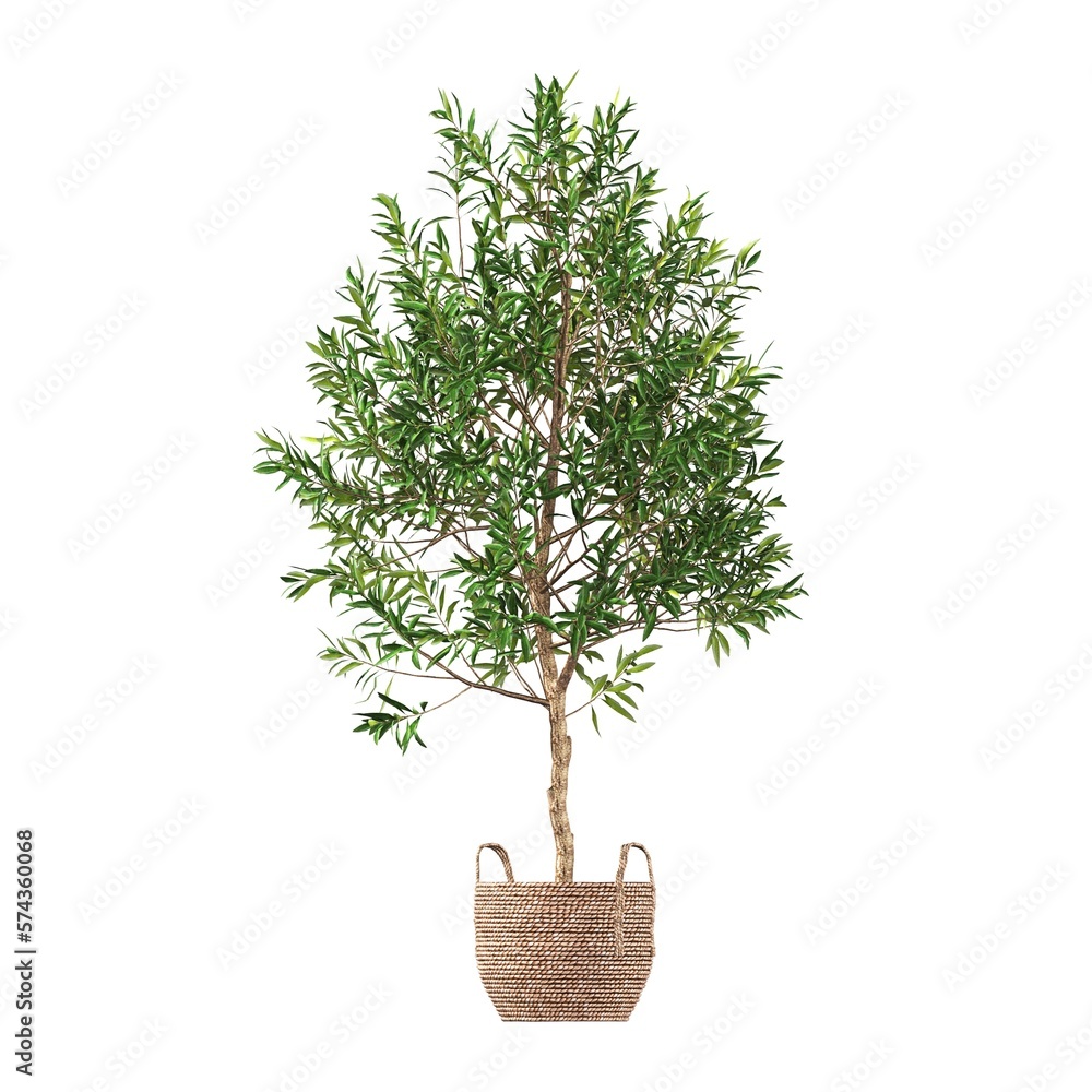 decorative flowers and plants for the interior, isolated on white background, 3D illustration, cg render decorative flowers and plants for the interior, isolated on white background, 3D illustration, cg render