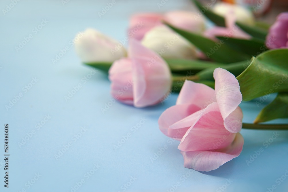 Pink tulips on a blue background