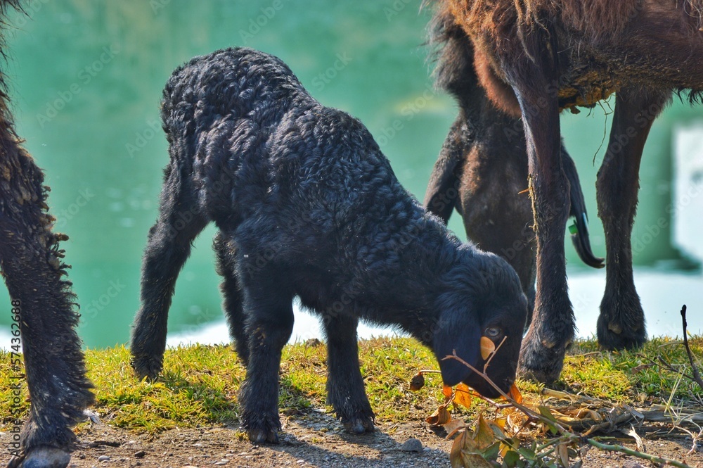 Fototapeta premium Little black lamb eats spring grass 
