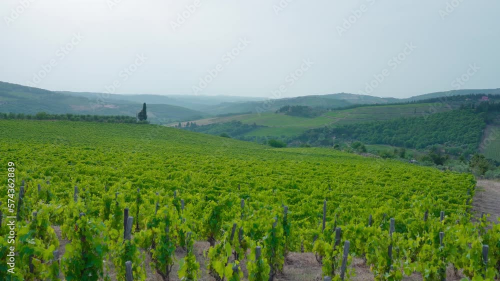 Green grape vineyards on the beautiful hills of Tuscany Green grape vineyards on the beautiful hills of Tuscany