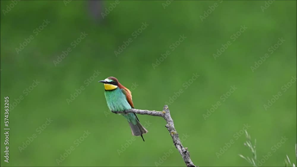 Colorful bird European bee-eater (Merops apiaster) perching on a branch and resting. Beautiful colorful background, light rain. A bird in its natural habitat. Colorful bird European bee-eater (Merops apiaster) perching on a branch and resting. Beautiful colorful background, light rain. A bird in its natural habitat.