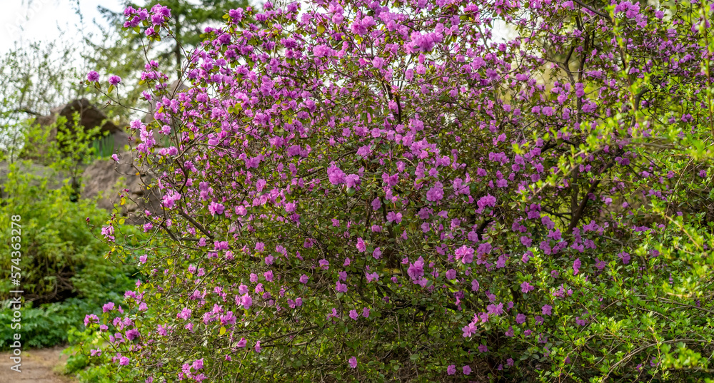 Bush of blossom flowers of Rhododendron dahuricum. Bright pink flowers of Rhododendron dauricum in early spring Bush of blossom flowers of Rhododendron dahuricum. Bright pink flowers of Rhododendron dauricum in early spring
