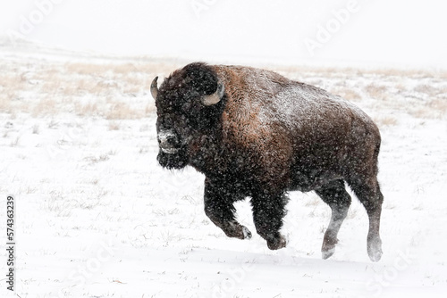 American Bison - Colorado photo