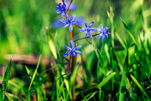 small blue flowers in spring forest