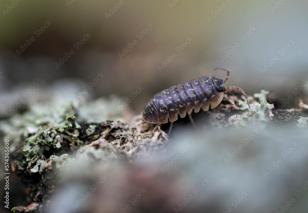 Selective focus shot of a woodlice. Macro photo. Selective focus shot of a woodlice. Macro photo.