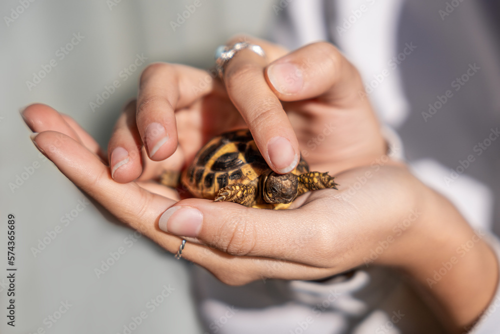 Close-up of a hand caressing a turtle. Close-up of a hand caressing a turtle.