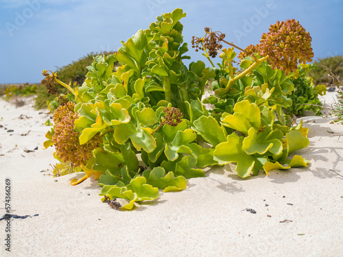 grapes on the beach