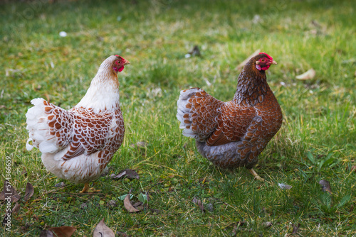 Poules Wyandotte Pâques oeufs volaille