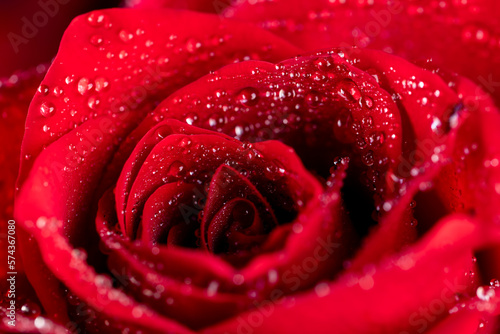 Fototapeta Naklejka Na Ścianę i Meble -  A red rose whose bud is completely covered with drops of water
