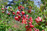 Japanese quince branches with large red flowers and buds, spring blooming background