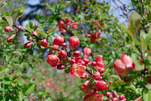 Japanese quince branches with large red flowers and buds, spring blooming background