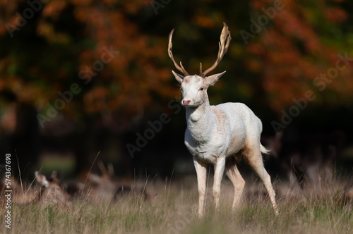 Tableau sur toile Close up of a Fallow deer in autumn