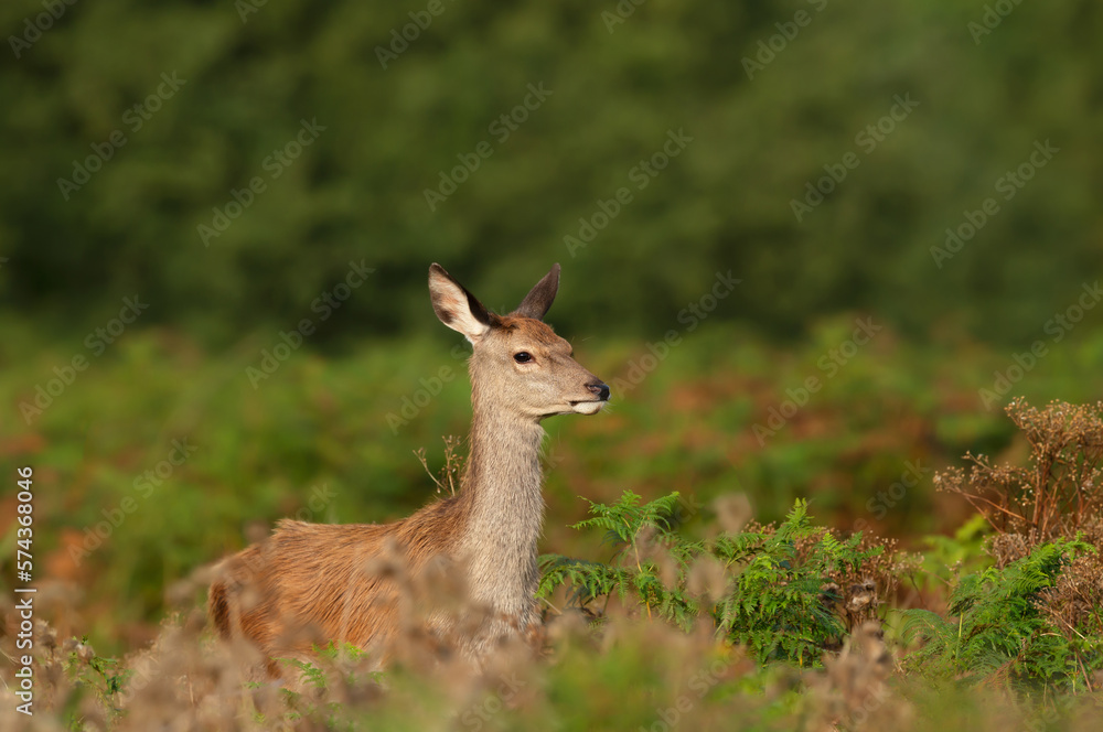 Close up of a red deer hind standing in bracken Close up of a red deer hind standing in bracken