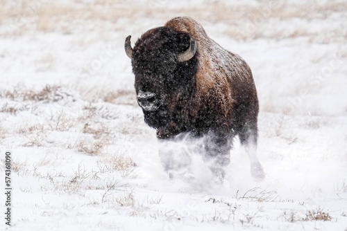Bison - Running - Snow