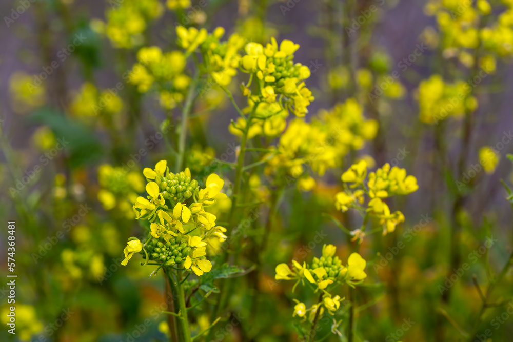 Sinapis arvensis Turkish name: Mustard grass close-up, beauty of spring. Yellow mustard herbs. Sinapis arvensis Turkish name: Mustard grass close-up, beauty of spring. Yellow mustard herbs.