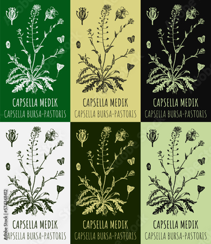 Set of vector drawings CAPSELLA BURSA-PASTORIS in different colors. Hand drawn illustration. Latin name Capsella MEDIK.
