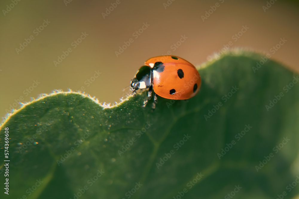 Naklejka premium ladybird on leaf