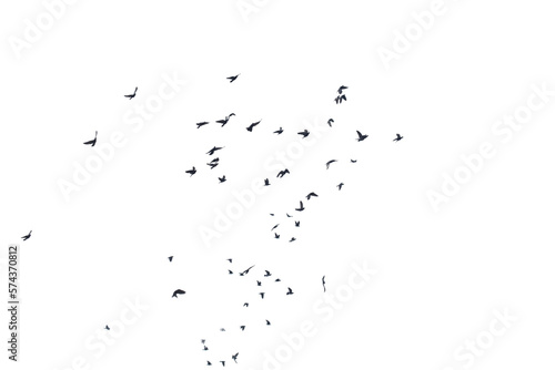 Flocks of flying pigeons isolated on white background.