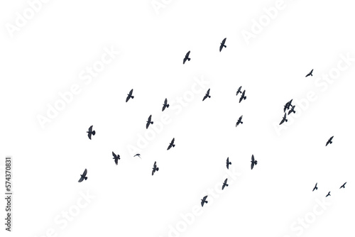 Flocks of flying pigeons isolated on white background.