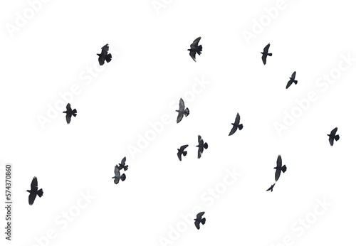 Flocks of flying pigeons isolated on white background. © krsprs