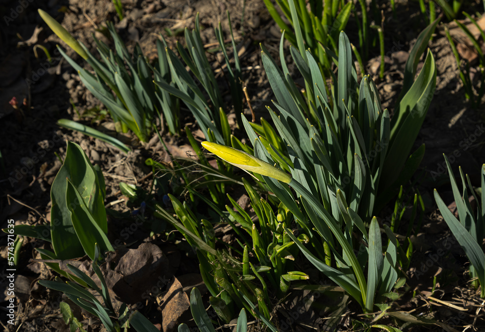 Obraz premium closed bud of narcissus against the background of green leaves in the garden. First spring flowers on the ground