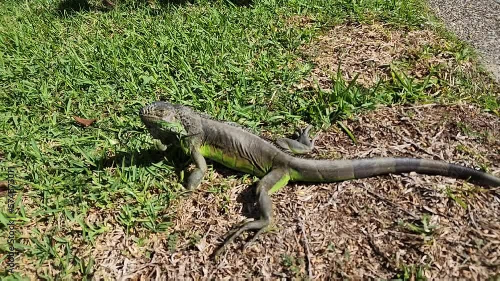 wild iguana of tropical climate in danger of extinction wild iguana of tropical climate in danger of extinction