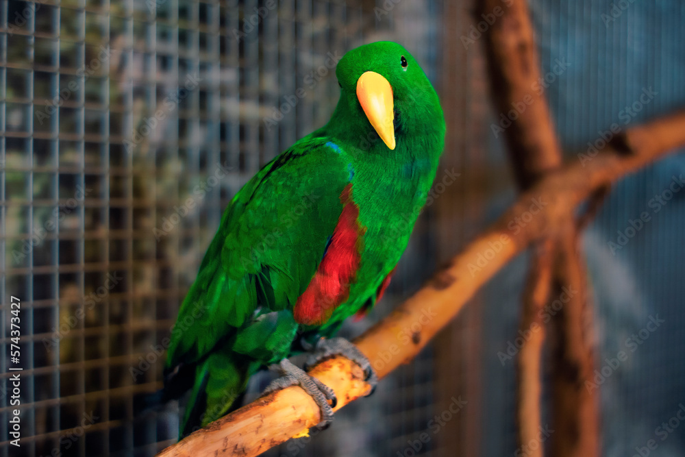 Obraz premium Beautiful green big parrot
