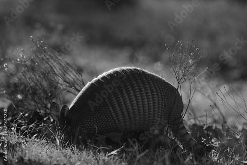 Nine-banded armadillo digging in Texas winter field in black and white closeup.