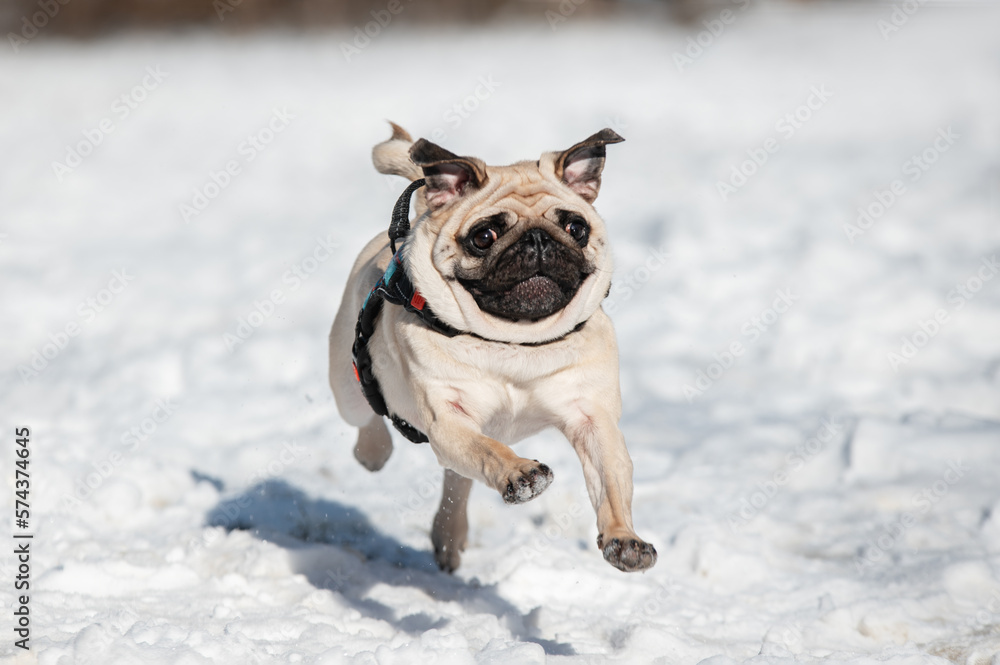 Pug dog running in the snow