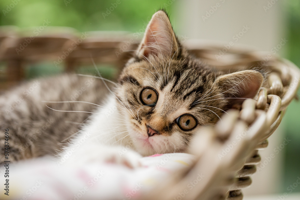 Katze, Getigerte Hauskatze im Körbchen im Wohnzimmer liegt und kuschelt im Körbchen