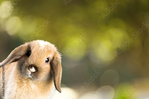 Cute small rabbit or bunny on nature background