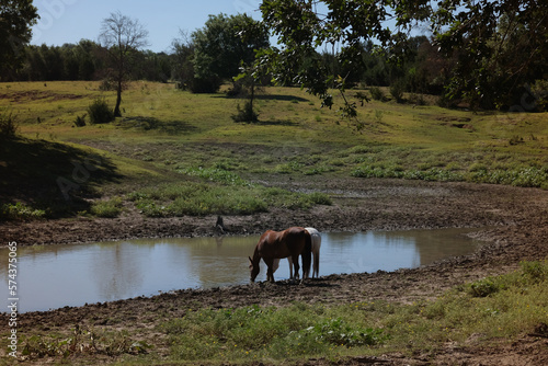 Pair of horses hydrate at pond water in Texas summer heat on rural farm.