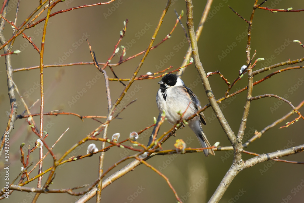 Obraz premium Common reed bunting (emberiza schoeniclus) male perched on a branch in spring.