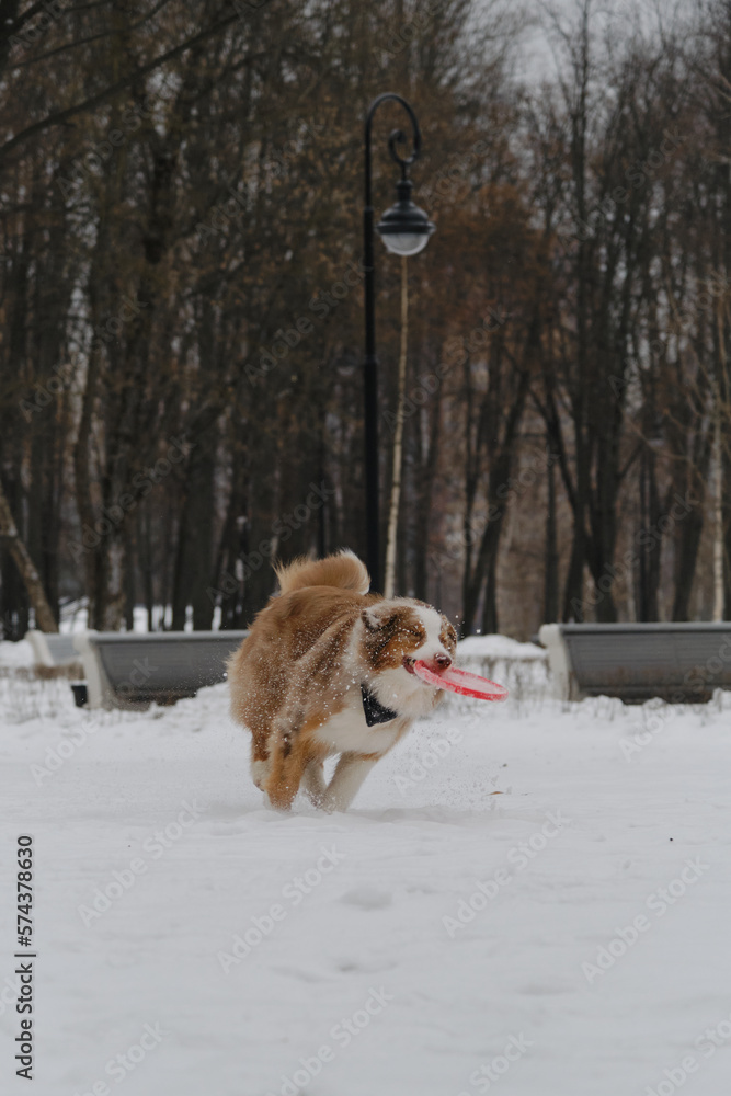 An active and energetic dog walks with a round red toy flying saucer disk in teeth. Australian Shepherd Red Merle has fun outdoors in city park in snowy winter. An active and energetic dog walks with a round red toy flying saucer disk in teeth. Australian Shepherd Red Merle has fun outdoors in city park in snowy winter.