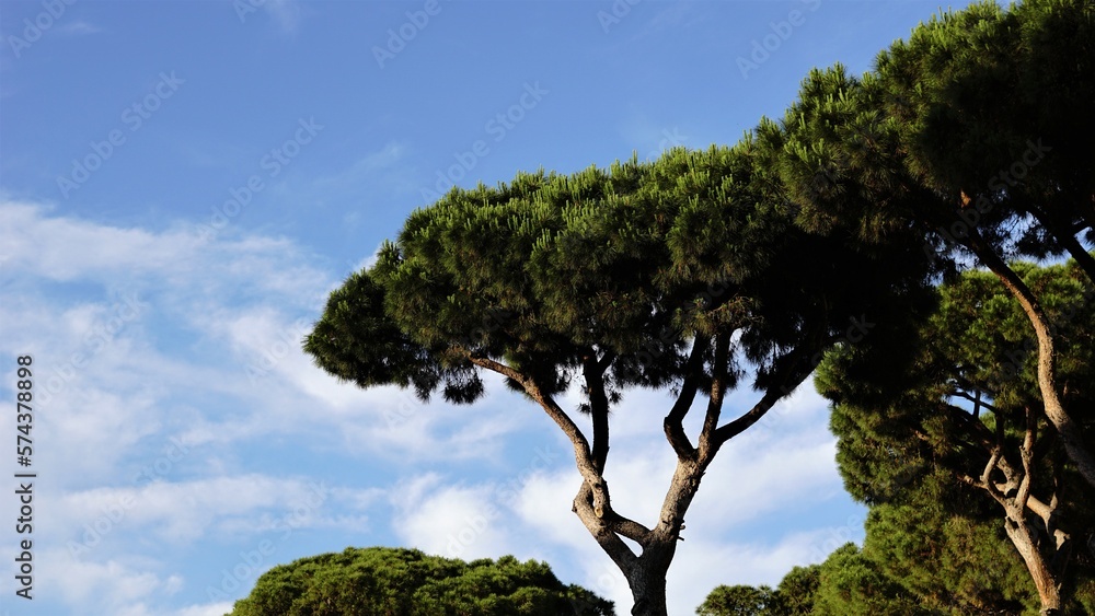 Mediterranean pine trees against blue sky