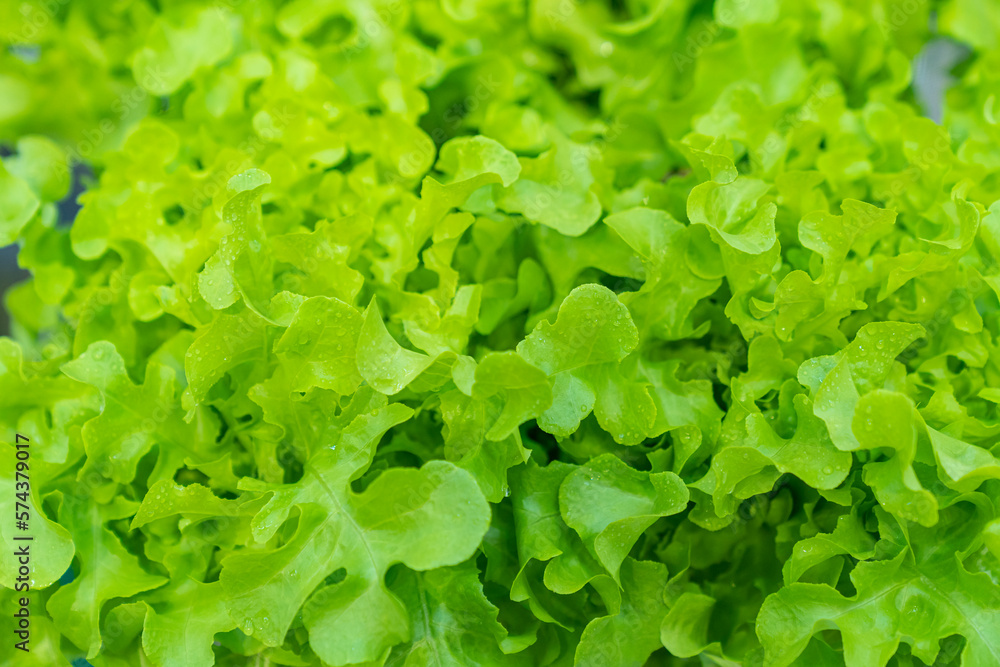 Vegan Background. Healthy living and Vegan food. Salad vegetables. Vegan Background. Healthy living and Vegan food. Salad vegetables.