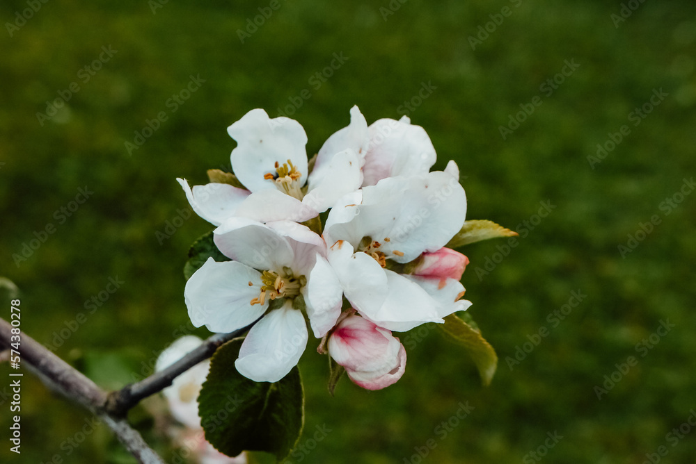 Spring, summer in nature, natural landscape. apple buds, flowers. Spring flowers in the trees Spring, summer in nature, natural landscape. apple buds, flowers. Spring flowers in the trees