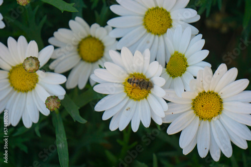 daisies in a meadow in field spring