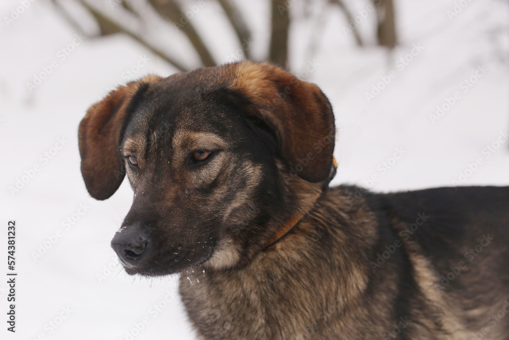 shepherd dog puppy close up portrait on white snow background shepherd dog puppy close up portrait on white snow background