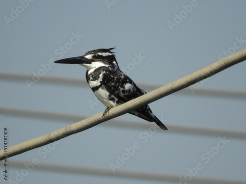 White Kingfisher