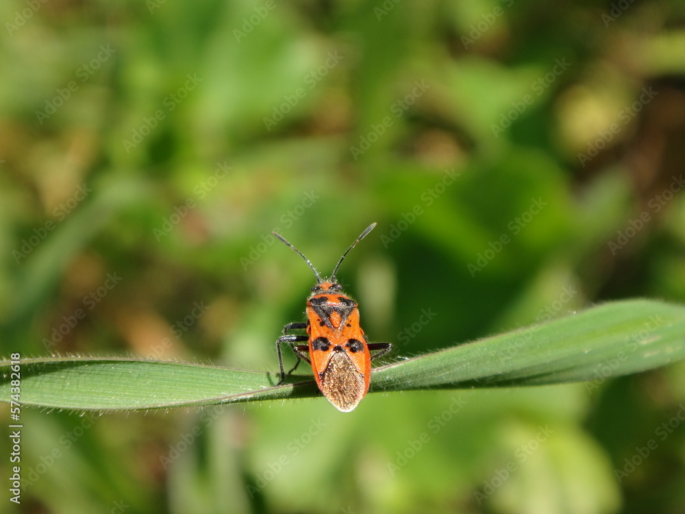 Cinnamon bug, black and red squash bug (Corizus hyoscyami) sitting on a green blade of grass Cinnamon bug, black and red squash bug (Corizus hyoscyami) sitting on a green blade of grass