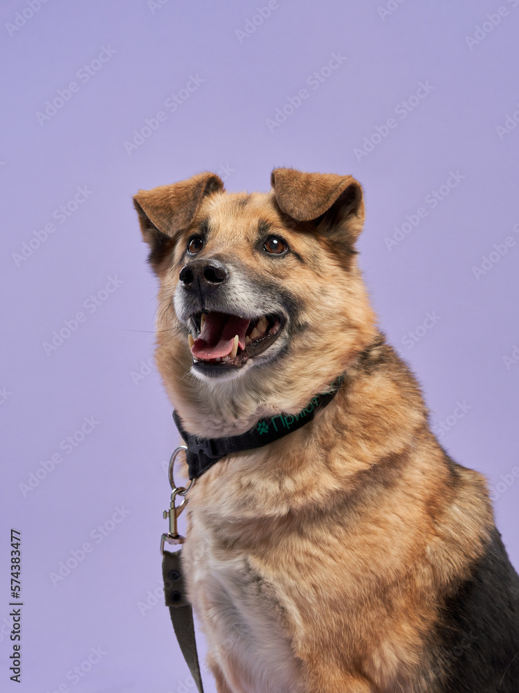 portrait of a beautiful dog with open mouth on lilac background. Mix of breeds. Happy Pet in the studio portrait of a beautiful dog with open mouth on lilac background. Mix of breeds. Happy Pet in the studio